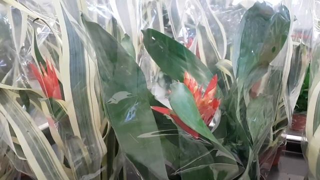 Алоказии огромный выбор, аглаонема, замиокулькас, спатифиллумы, цитрус,... из Голландии в Гринвилле смотреть онлайн