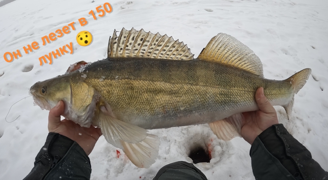 Учусь ловить СУДАКА зимой. Рыбалка на СУДАКА и ЩУК!