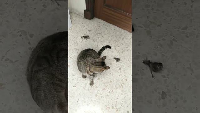 Удивительное соседство людей и животных смотреть онлайн