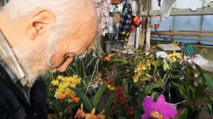 Slc Little Hazel, mini Cattleya da comodino