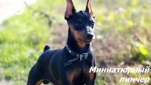 ТОП 10 СОБАК РОДОМ ИЗ ГЕРМАНИИ!немецкие породы собак