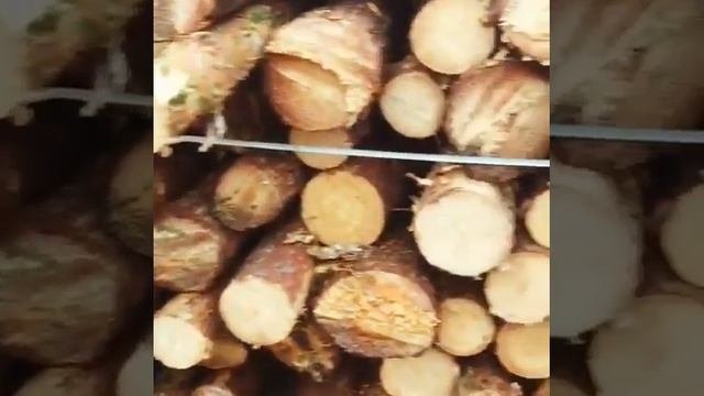 Тонкомер сосна