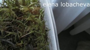 Получила посылку. МОХ СФАГНУМ.