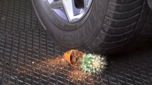 Crushing Crunchy & Soft Things by Car! EXPERIMENT: Car vs cactus flowers