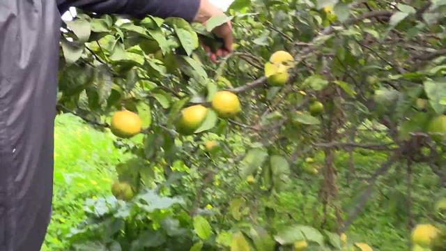 Badger Visits the Source - Bergamot Essential Oil in Italy смотреть онлайн