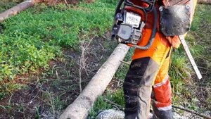 Husqvarna 135 Mark II chainsaw in the hands of a professional !!!
