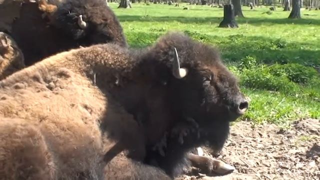 (2011) Бизоны и зубры смотреть онлайн