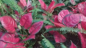 Aglaonema commutatum 'Red Star'  A really good RED leaf plant.
