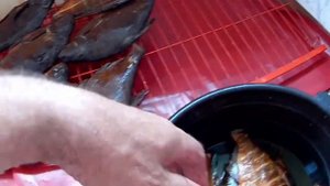 Заготовка рыбы впрок