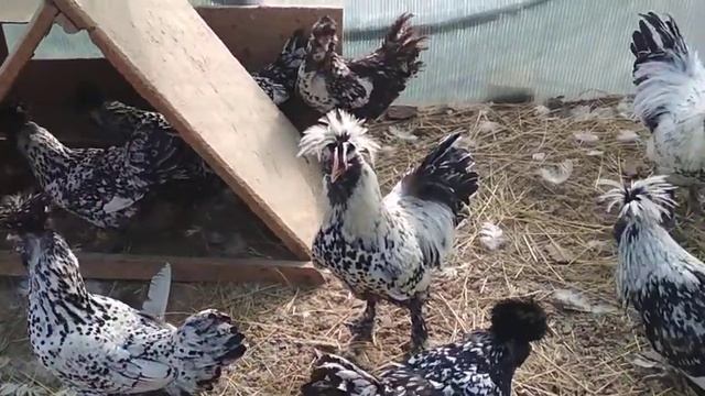 Павловские куры серебро, апрель 2020. Павлины белые. смотреть онлайн