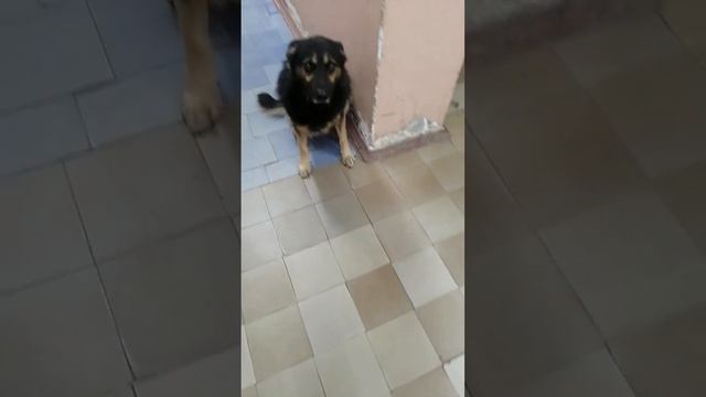 Джек( промзона в Коломне). Тяжёлый по обучению пёс. Видимо щенком его сильно били ,горе хозяева. смотреть онлайн