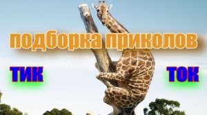 лучшие приколы #36 / приколы тик ток 2022 / нарезка приколов 2022