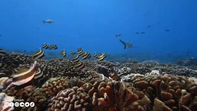 Нежная музыка и успокаивает нервную систему - лечебная музыка для сердца и радует душу #276 смотреть онлайн