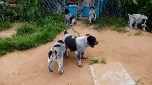 Щенки алабая метис