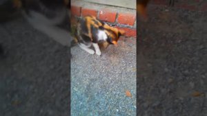 Кот Ест Воробья