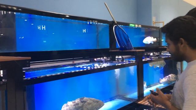 Dubai Fishmarket