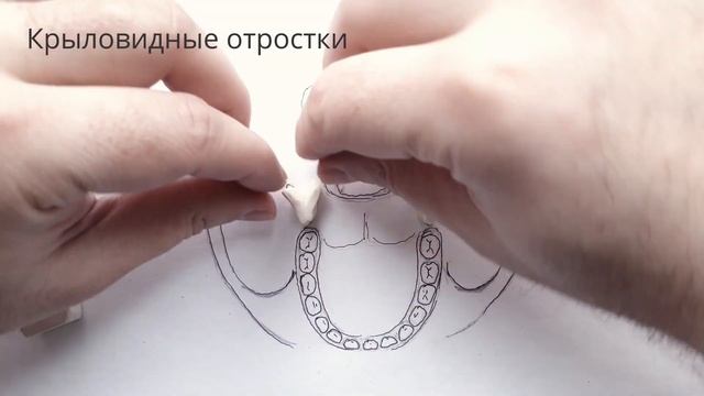 Латеральная крыловидная мышца