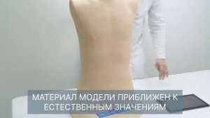 М1060 Тренажер пункции плевральной полости