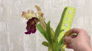 Cattleya dowiana 'Rosea' x SELF, или как вырастить и зацвести довиану!