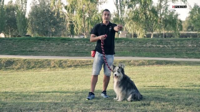 Consejos Purina PRO PLAN Enseñar a tu perro a dar la PATA смотреть онлайн