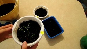 Кермек. Перевалка рассады. Результат.