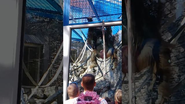 Самая умная обезьяна, зоопарк г.Новосибирск :-) смотреть онлайн