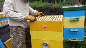 Магазин 145 или корпус 300? Как заставить пчел перейти в магазин. Как оттянуть вощину на рамке 145