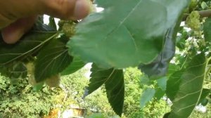 Моя белая шелковица с крупными плодами