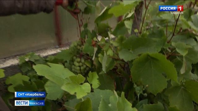 Саяногорские дачники делятся урожаем с соседями смотреть онлайн