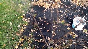 Обрезаю Укрываю Белю на Зиму ВОЙЛОЧНУЮ ВИШНЮ. 21.10.2021г.