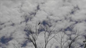 Crow Hunting june 22 /Охота на ворон