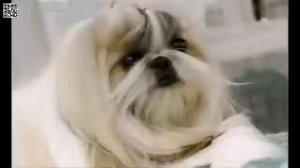 Особенности породы Ши тцу