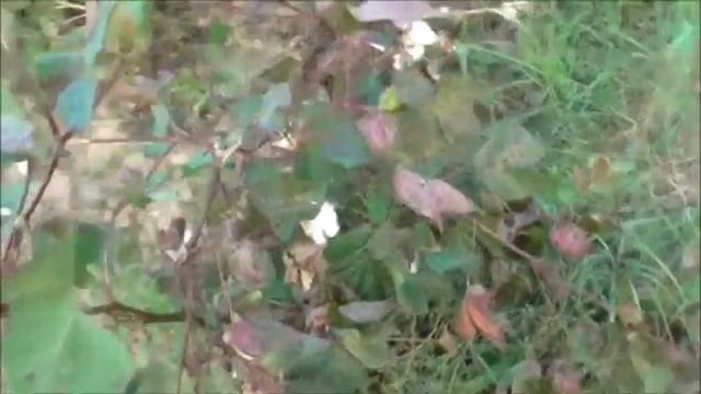 ХлОпок в Греции.Как Выращивают ХлОпок в Греции. смотреть онлайн