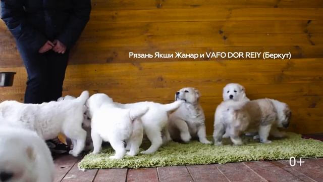 Продажа щенков САО. Питомник "Алабай62"