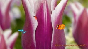 Тюльпан лилиецветная Шансонет (tulipa chansonnette) ? обзор: как сажать, луковицы тюльпаны Шансонет