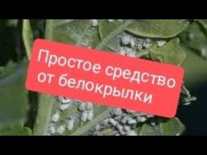 Белокрылки никогда не будет! Лучшее народное средство от белокрылки