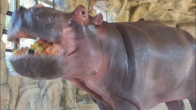 Знакомьтесь наша девочка Фрида )) смотреть онлайн