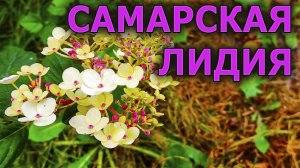 Самарская Лидия один из лучших сортов метельчатой гортензии. Обзор сорта и отличительные особенности