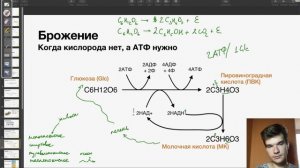 Брожение | Биология ЕГЭ