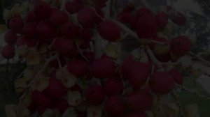 Необычные экзотические плоды!