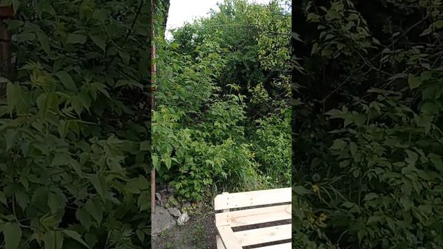 Это нужно послушать. трель соловья. смотреть онлайн