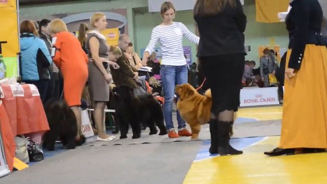 ринг чау чау2 CACIB Воронеж октябрь 2014 смотреть онлайн