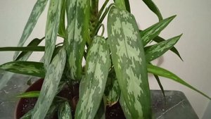 Как ухаживать за цветком цветок Аглаонема, любимцем цветоводов