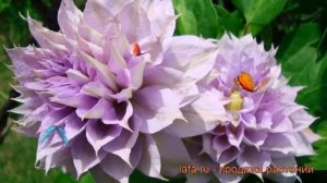 Клематис крупноцветковый Бель оф Вокинг 🌿 обзор: как сажать, саженцы клематиса Бель оф Вокинг