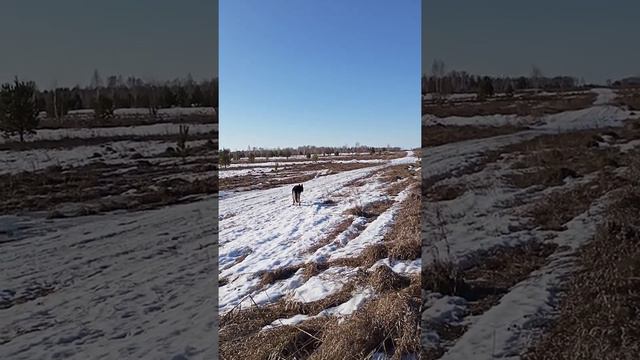 наш ответ Керзону