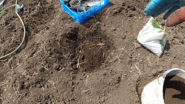 Высаживаю рассаду дынь