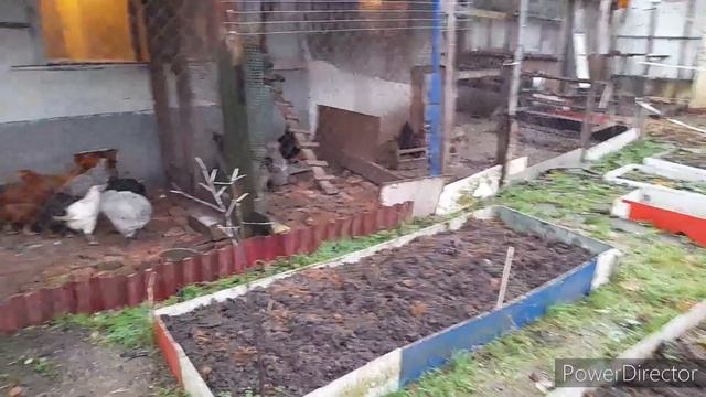 ✔Это Нужно Нашим Курам!//Полезные Добавки для Яйценоскости и Иммунитета Кур Несушек❗//Петухи!