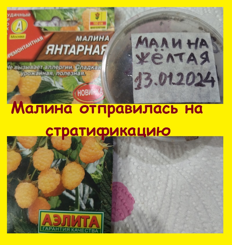 Малина, не вызывающая аллергии - поставила семена на стратификацию, буду сеять, у внучки аллергия((