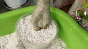 СДУЛСЯ адениум от Микки СРОЧНО сажаю в перлит #адениум #adenium