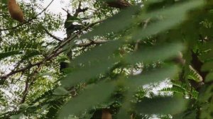 Road side Tamarind Tree - Full of soar and sweet Tamarinds